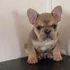 AKC REGISTERED FRENCH BULLDOG PUPPIES AVAILABLE NOW