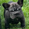 Frenchbulldog puppies