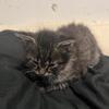 domestic medium-hair brown tabby -- 35$