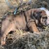 Sweetest little Brindle Bulldog girl