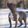 Adult female American bully