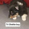 Tri Color Sheltie for sale