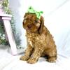 Cavapoos Male