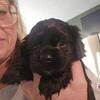 Cocker Spaniel puppies