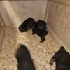 German Rottweiler puppies 