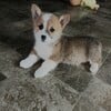 Pembroke welsh corgi