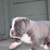 7 week old American Bully XL Male