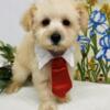 Beautiful Schnoodle Puppies for Sale!