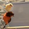 Canaries for sale