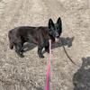 Purebred Female German Shepherd