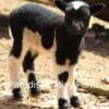 Sheep for Sale (Harlequin, Shetland, Mixed Breed)