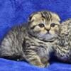 Make Scottish Fold (Brown)