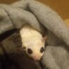 2 male sugar gliders ready for forever home