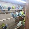 English Budgies in Sacramento