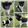 DELTA - female Akita puppy born 6-20-24