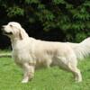 Golden Retriever white cream female 