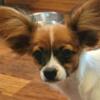 CKC Female Papillon puppy available