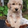 Miniature Goldendoodle Female - ready now