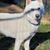 Adult Siberian Huskies