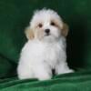 Cute adorable Apricot Maltipoo puppies for sale