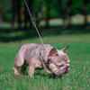 Lilac TRI Big Rope