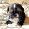 AKC Imperial Shih Tzu Puppies