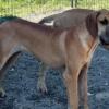 Great Dane Adults Full Euro