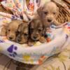 English Cream Miniature Longhair Dachshund puppies born 8/7/24