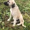 Anatolian Shepherd Pup