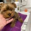 AKC registered gold & black yorkie