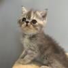 Blue/cream Patched tabby Exotic shorthair female