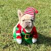 FLUFFY FRENCH BULL DOG 