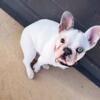 Female AKC registered tri color merle frenchie 3K