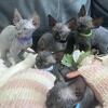 Sphynx kittens