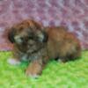 Gorgeous Shih Tzu male and female  2 puppies available!