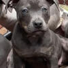 Exotic American Bully Puppies