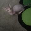 Bambino Sphynx cat