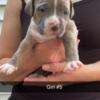 Female Brindle American bully