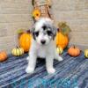 F1b Aussiedoodle Pearl