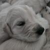 AKC Golden Retreiver pups, ready July 12, Dorr, MI