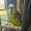 11 year old Female Blue Fronted Amazon