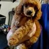 Akc female toy poodle