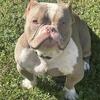 Micro Bully For Stud 
