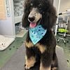 AKC Moyen Phantom Poodle Male for stud service