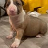 AKC Bull Terrier puppies!