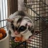 Cute Male Sugar Glider!