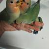 Peach face love birds for sell