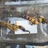 Leopard Geckos - Beautiful Breeding Pair!