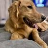 Golden Retriever Stud