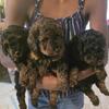 Toy Poodle Puppies